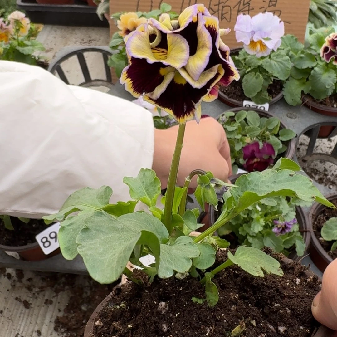 大部分花苞少量开放903