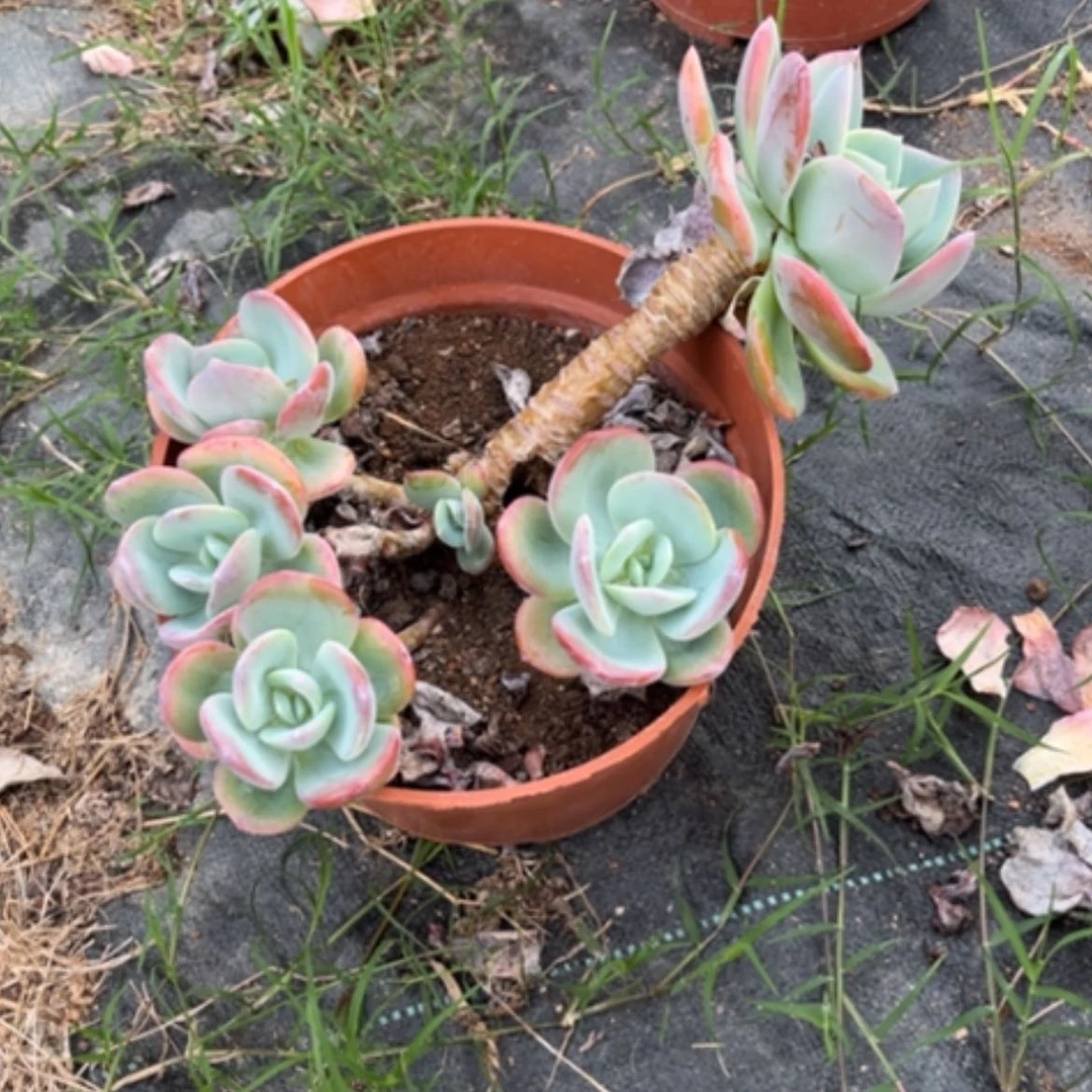 【闪购商品】无花朵飘*