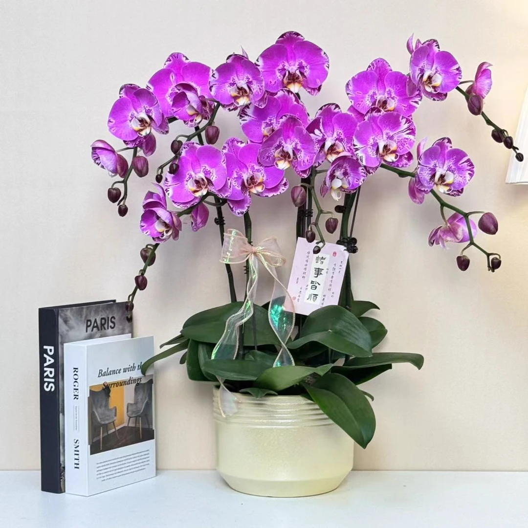 多彩优选（藏宝图）粉色好养稀有蝴蝶兰鲜花室内送礼高端花卉