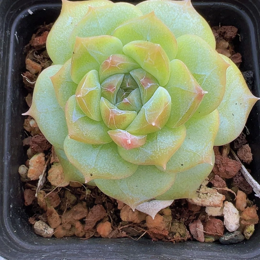 七仙女单头19包邮多肉