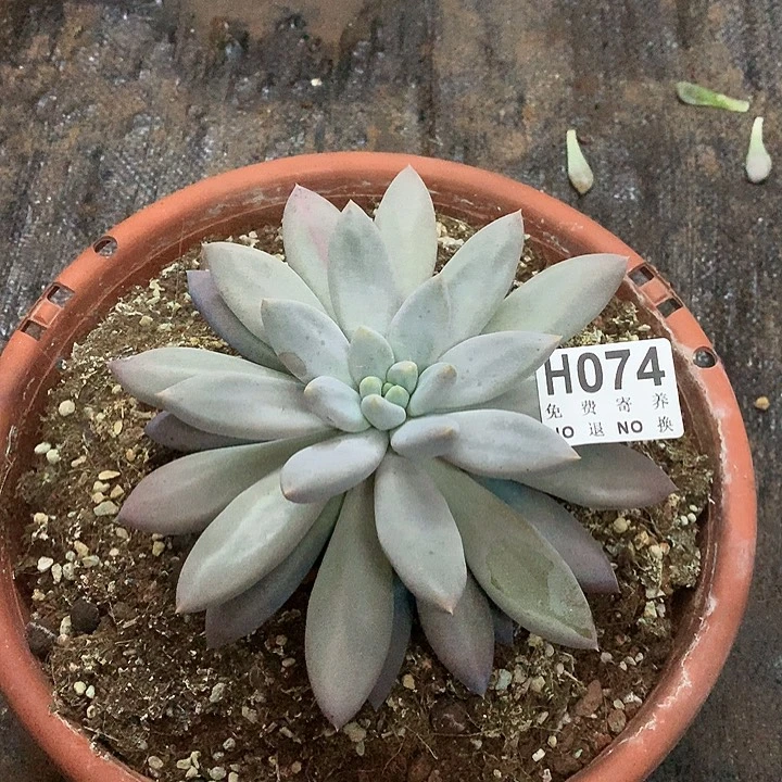 彩体哥特大单头17/18公分  非偏远38包邮节后发货请联系