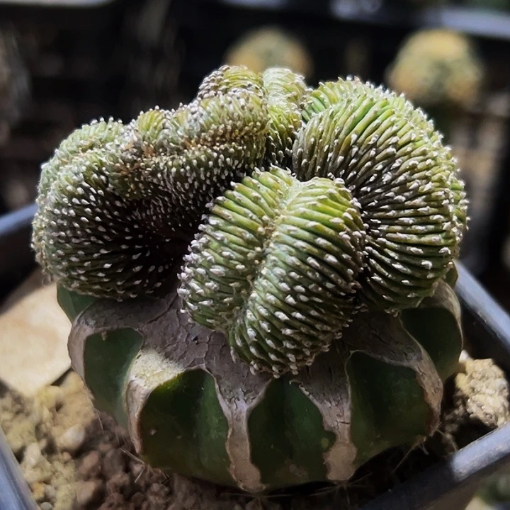 无花朵薄叶花笼缀化390