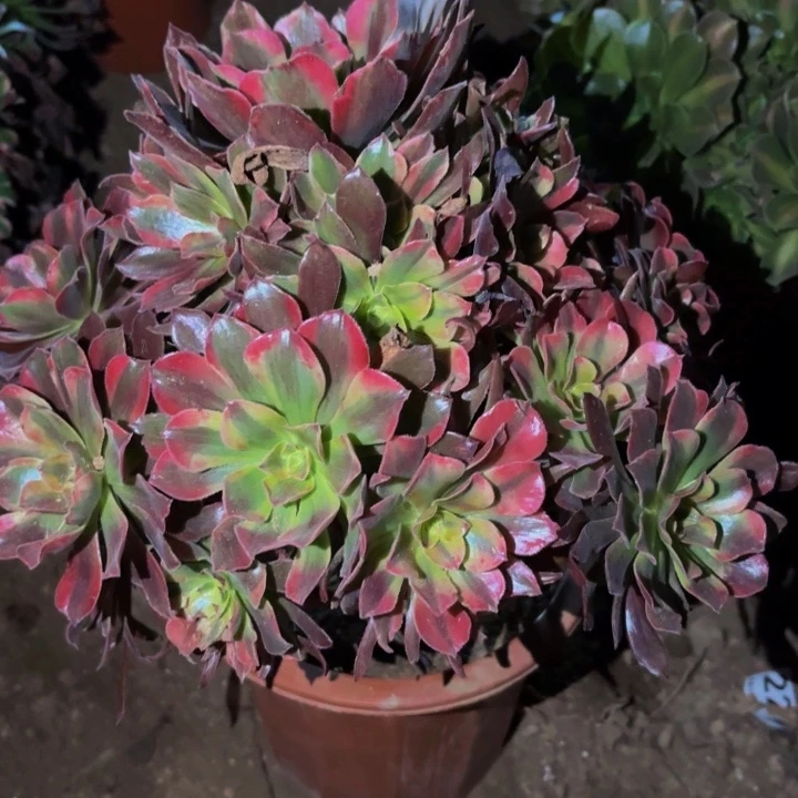 071蒙娜丽莎多肉植物不售后