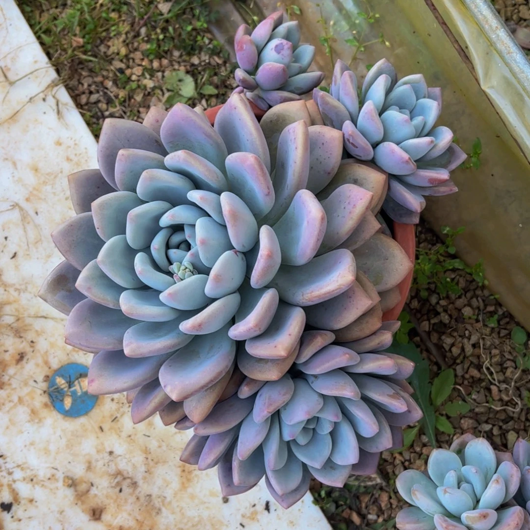 新疆西藏内蒙不发货，奥普