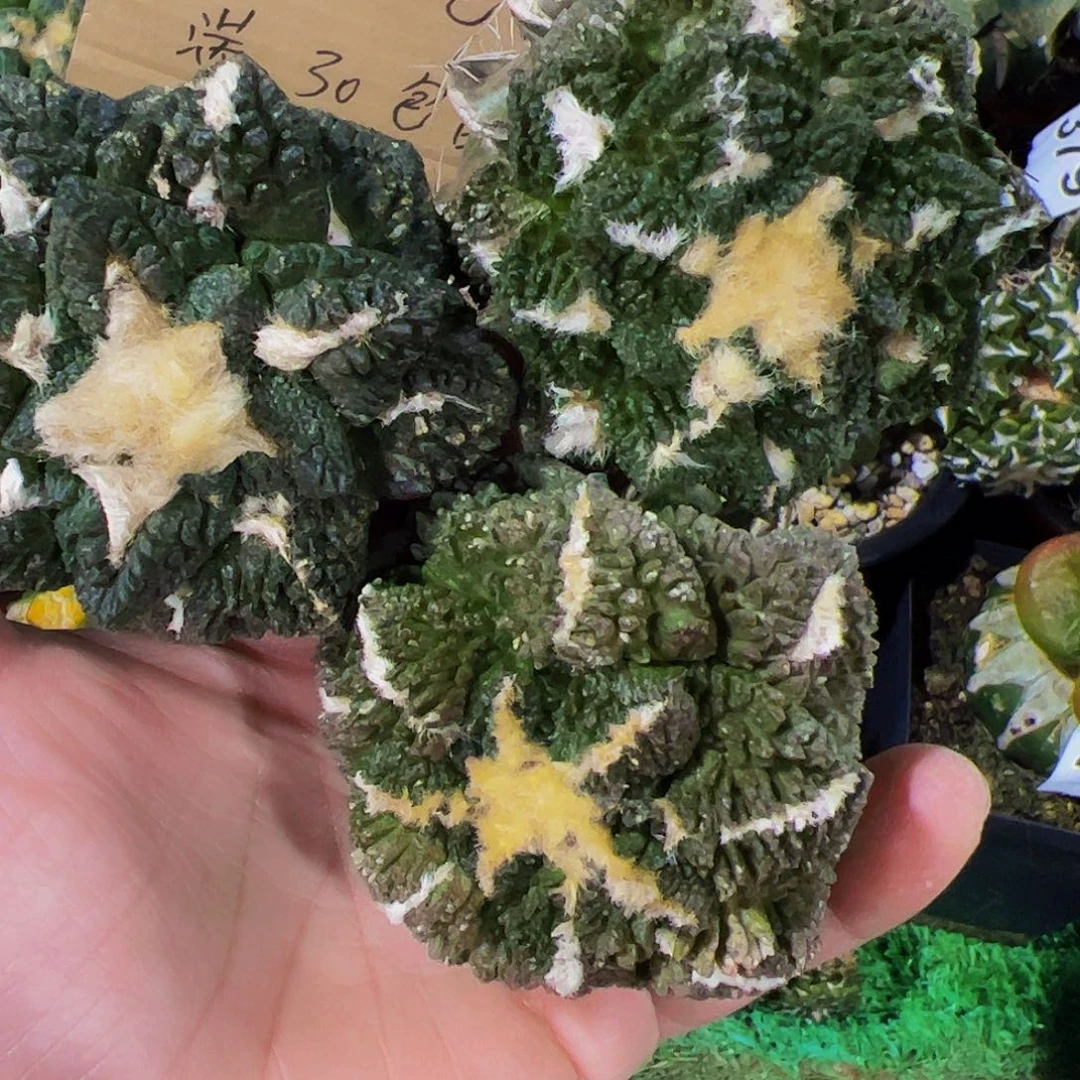 无花朵三颗龟甲牡丹球缺水