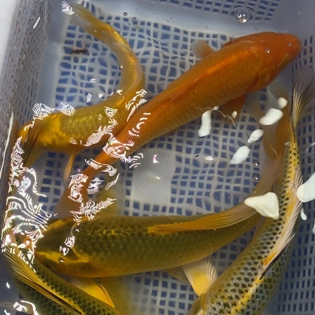 锦鲤冷水锦鲤包邮