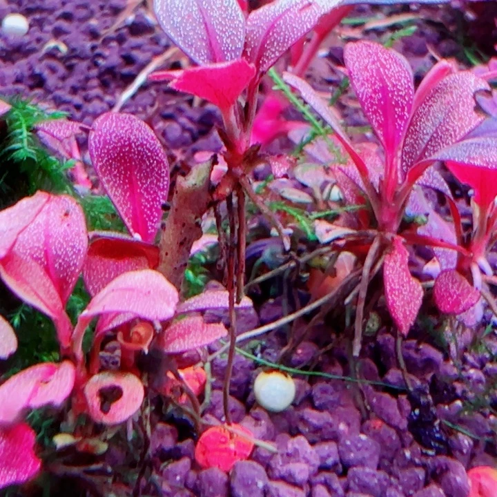 福利102号福利价植物一头（粉N0