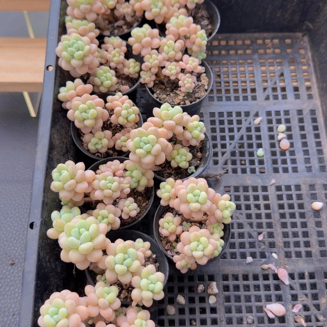 鱼子酱洛可可老桩一颗