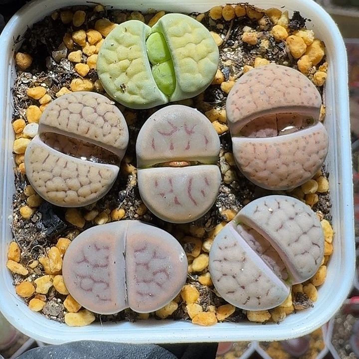 生石花1112222。  219