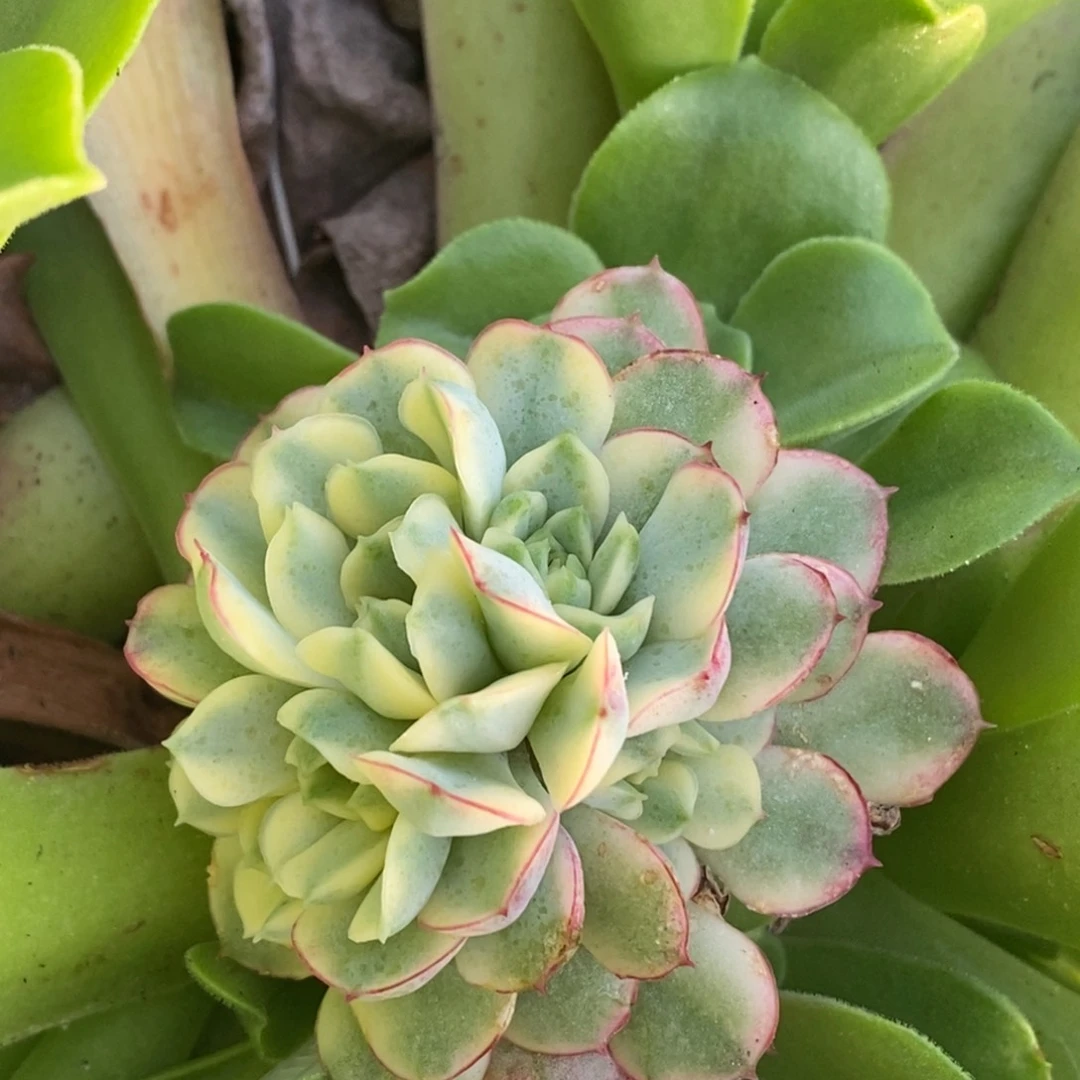 536梦幻玫瑰锦小群生