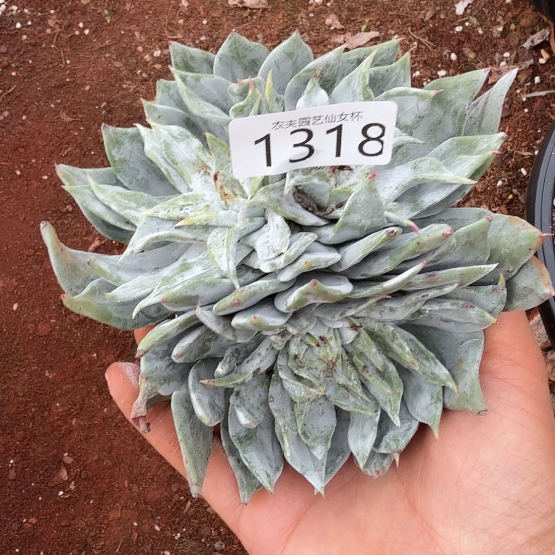 3代杂交仙女杯多肉福利处理