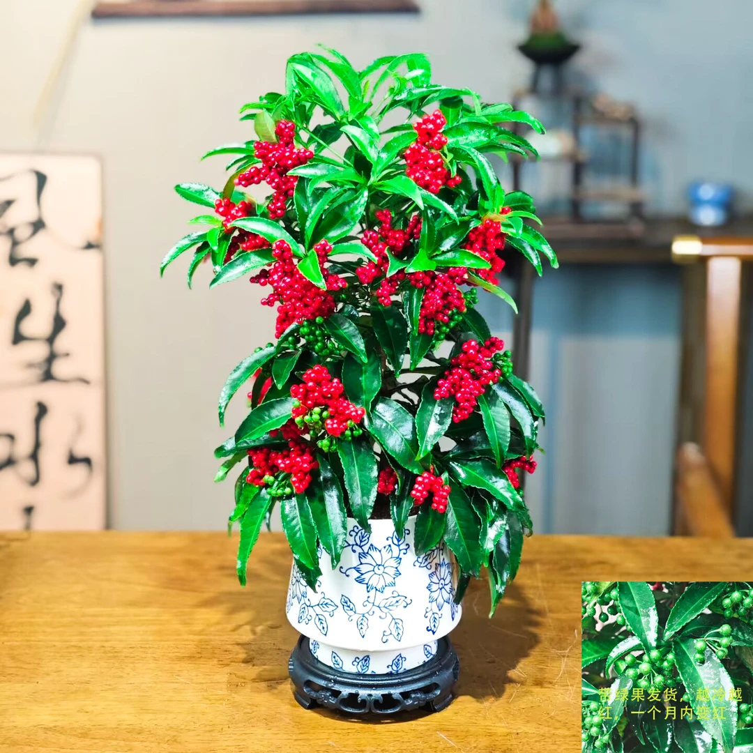 【带绿果发货】带果富贵籽盆栽万两金玉满堂喜庆四季好养办公室绿植