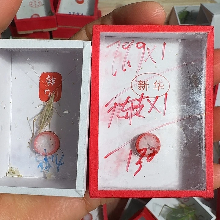 龙***巅蟋蟀我也不知道我111111