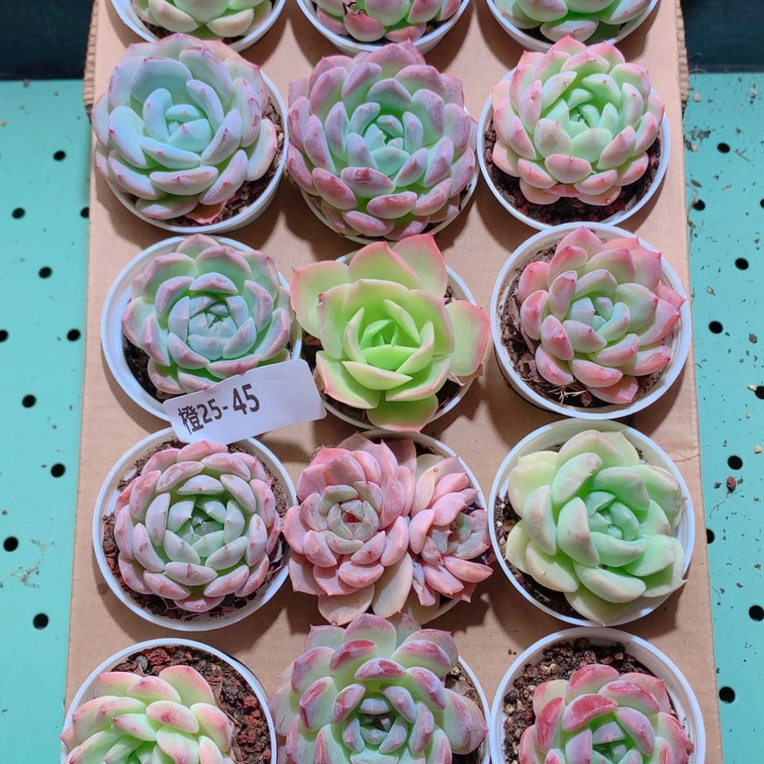 25-45一物一拍带盆18颗