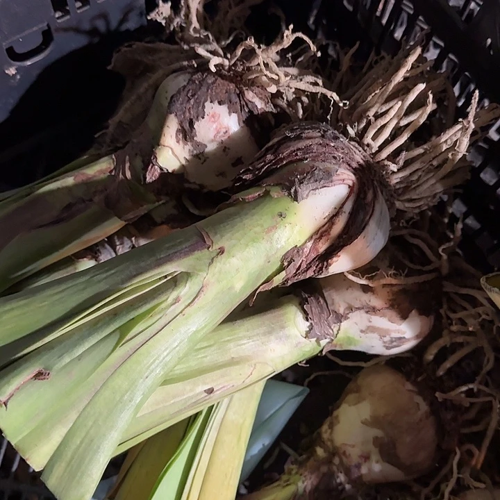 尼拉直径7+开裂球基地球