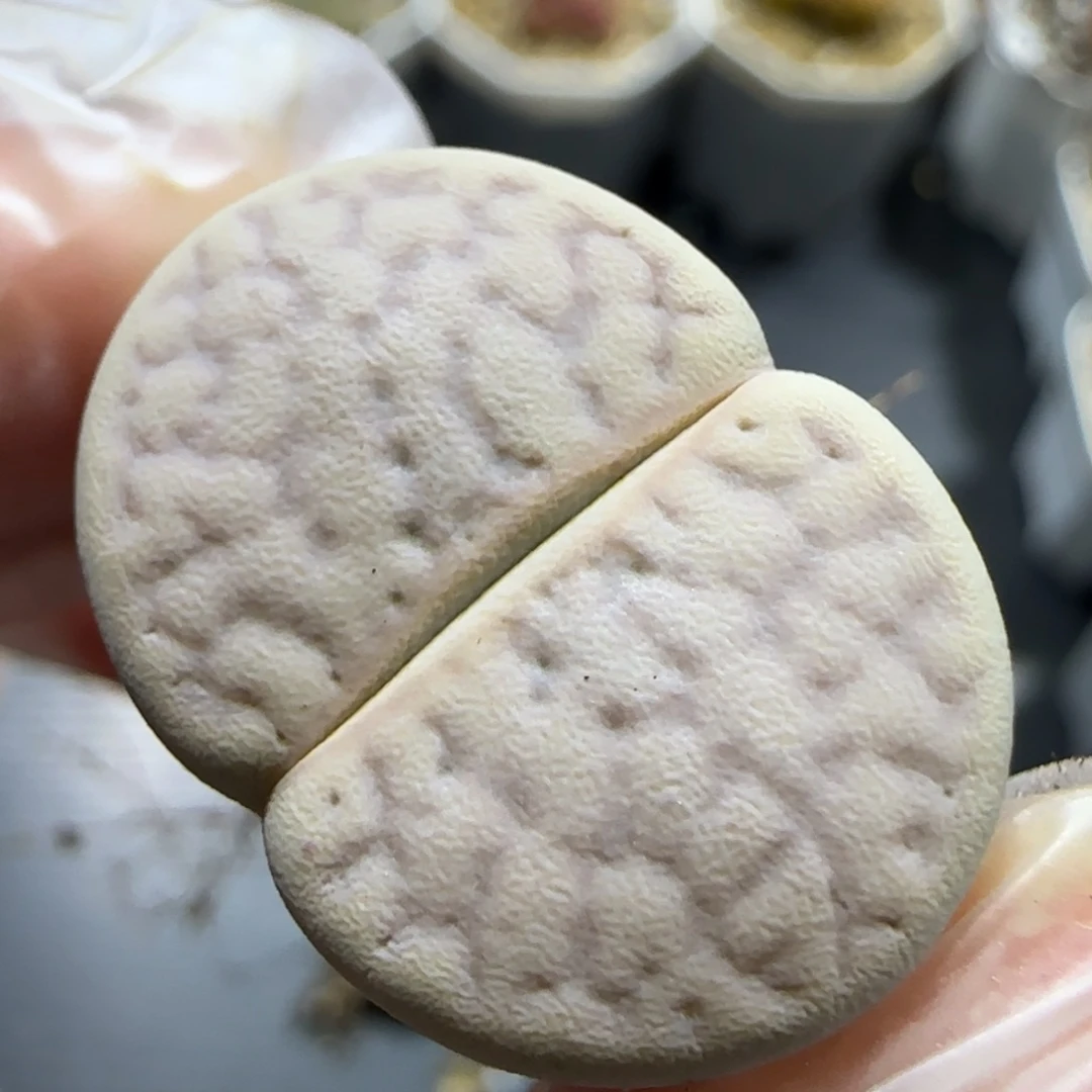 10.24。母本猪皮。 5025