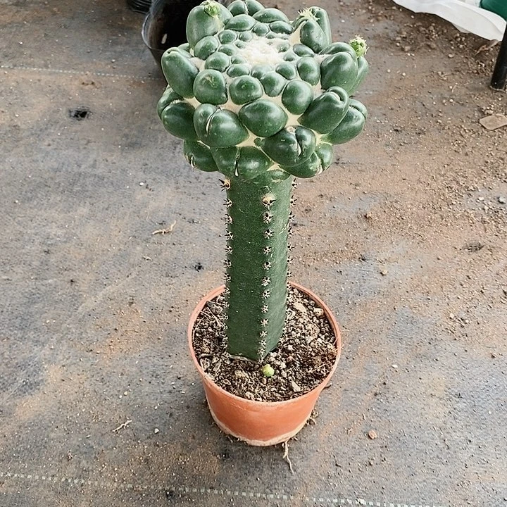 【闪购商品】仙人球