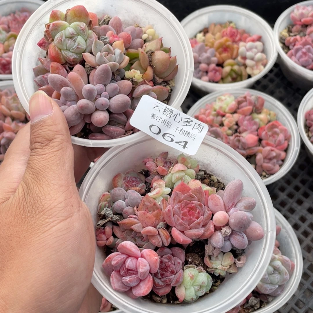 云糖心多肉植物64