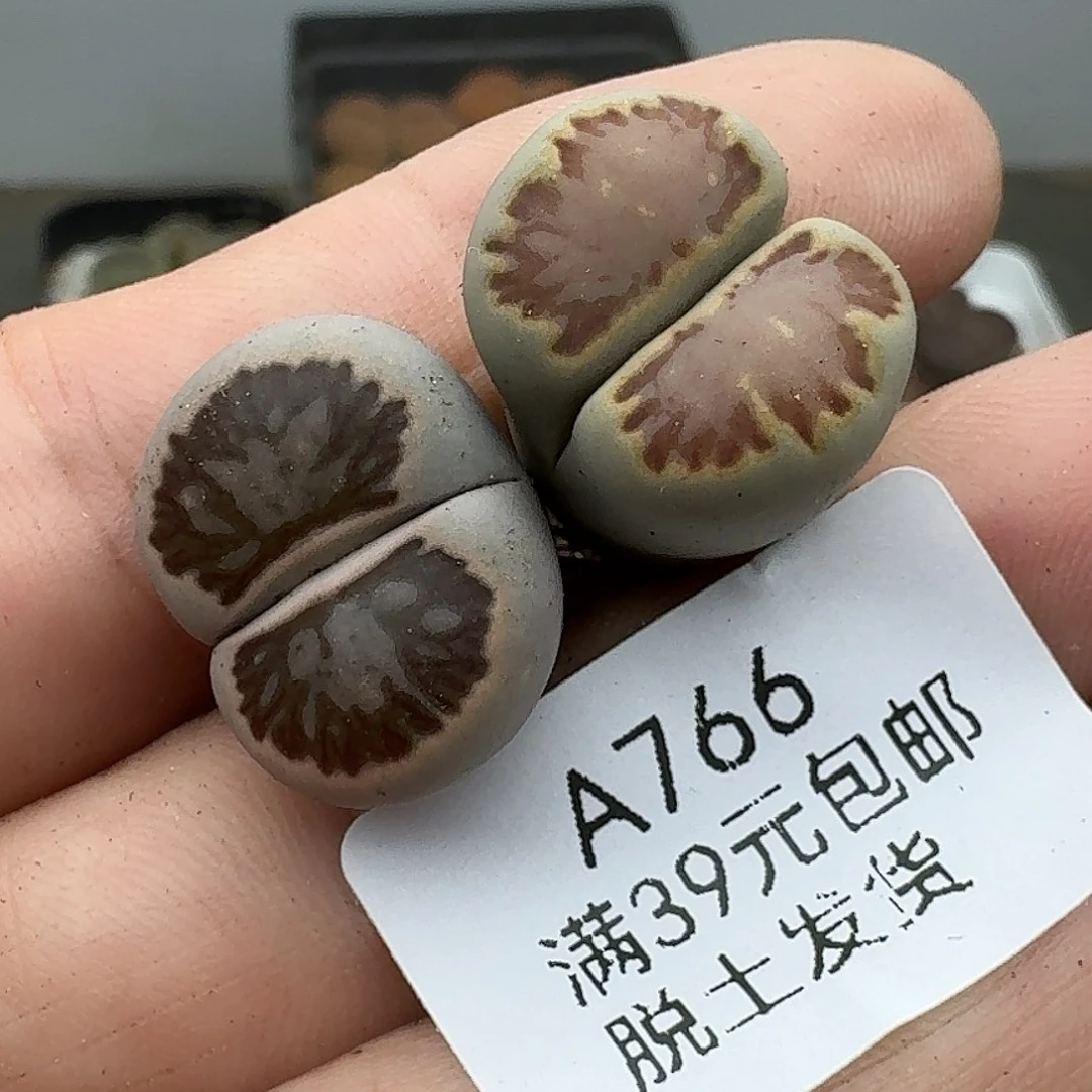 766多肉哈哈哈哈哈哈