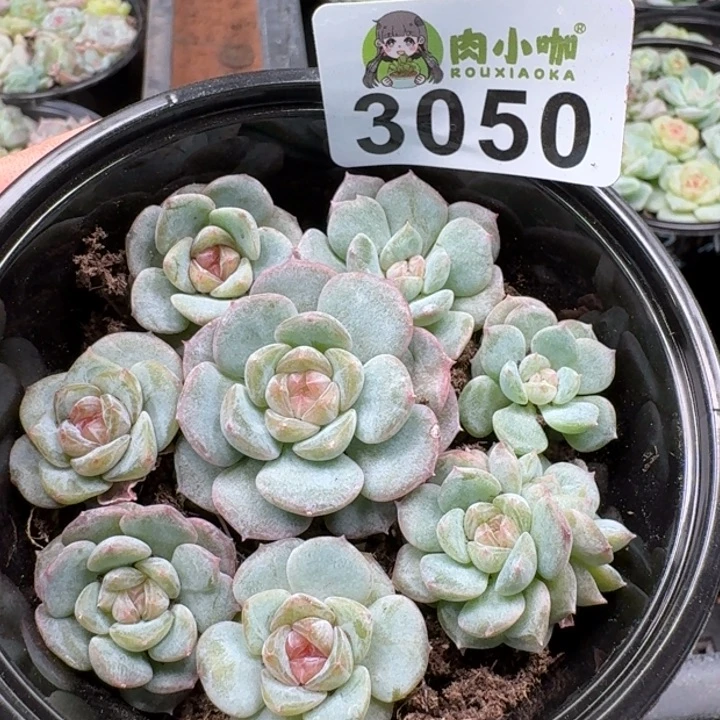 多肉植物多肉植物