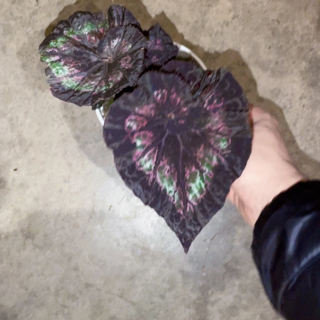 无花朵黑皇后秋海棠