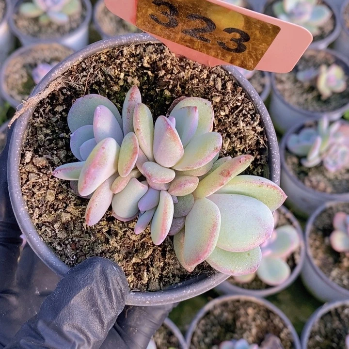 小***z323号韩版奶茶一颗