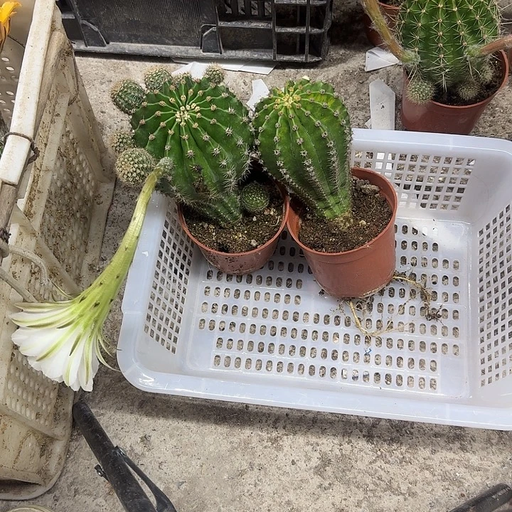 艾***n无花朵彩草哈哈哈哈哈哈