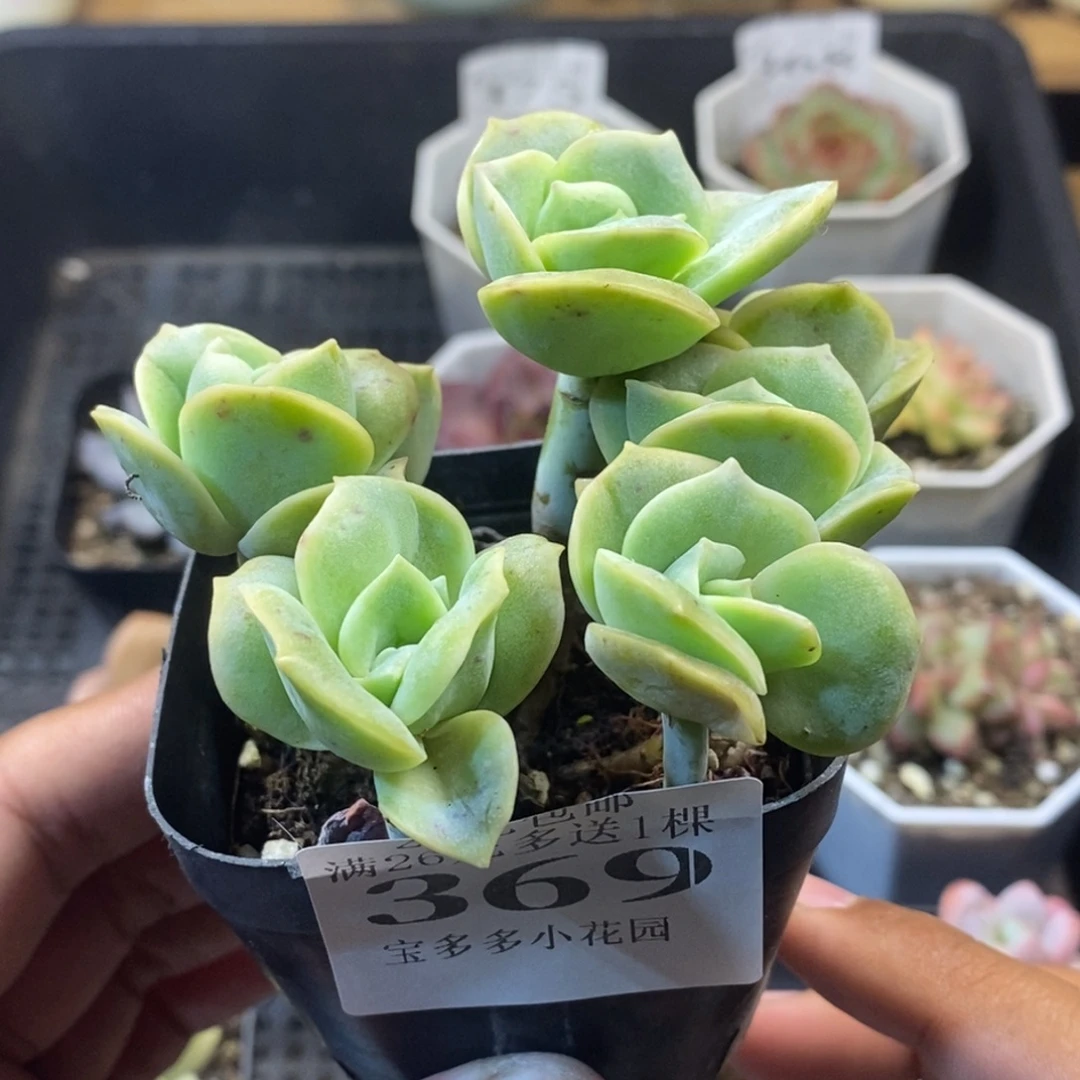 七头可爱玫瑰群一物一拍满20元包邮满26送一颗