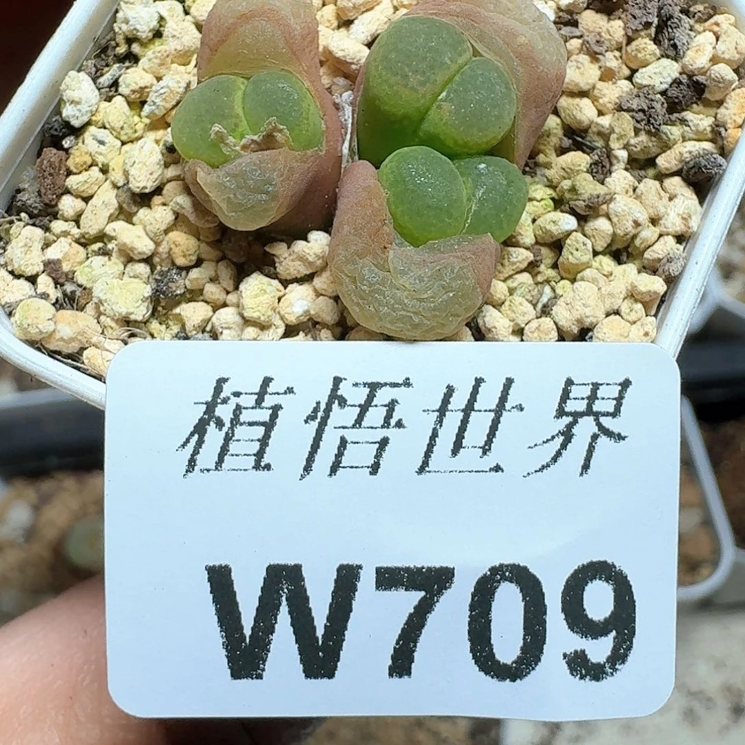 709盒多肉植物哇v