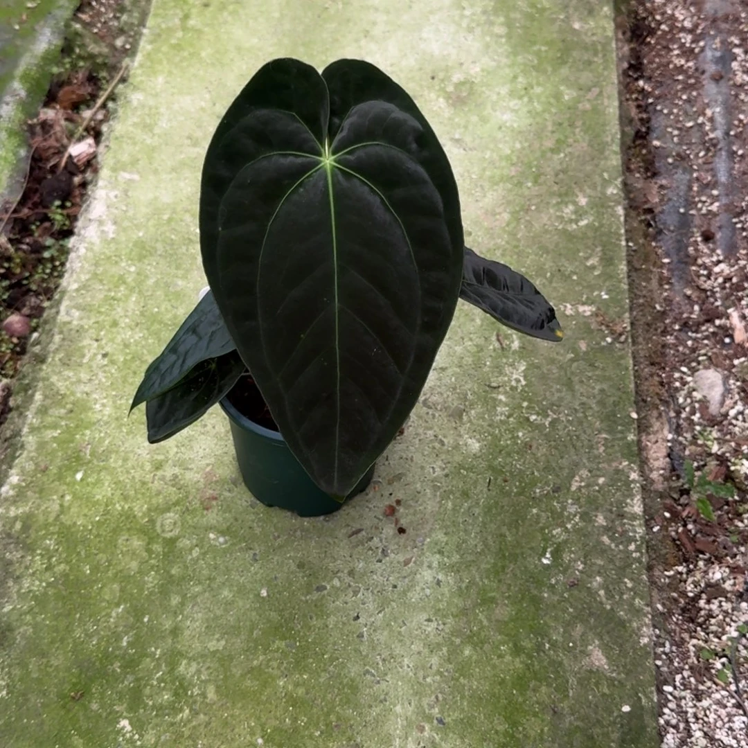 无花朵印尼戴斯杂帝王