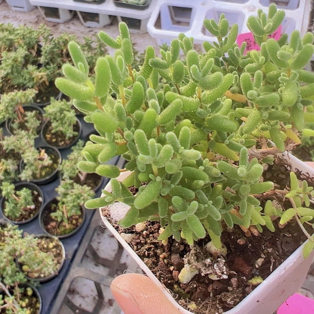 蜜桔枝干19包邮多肉