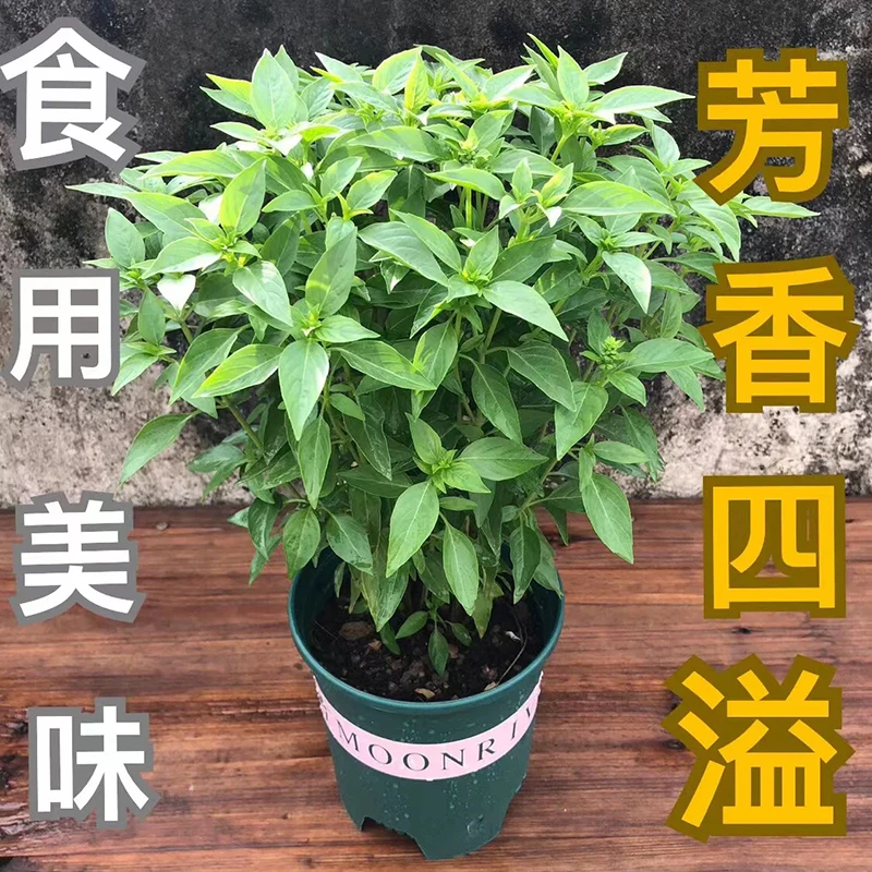 正宗潮汕金不换苗食用九层塔盆栽鱼香菜苗罗勒海鲜调料菜香料植物