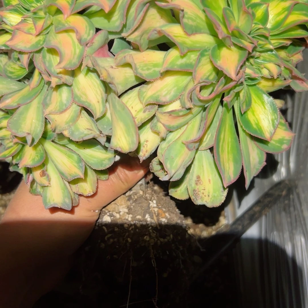 783 号多肉植物法师新年福利