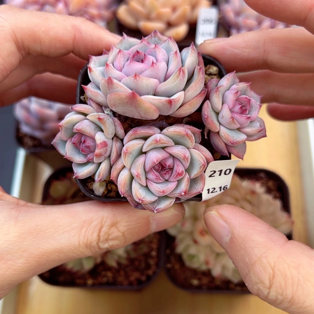 好好看210、哈哈哈哈