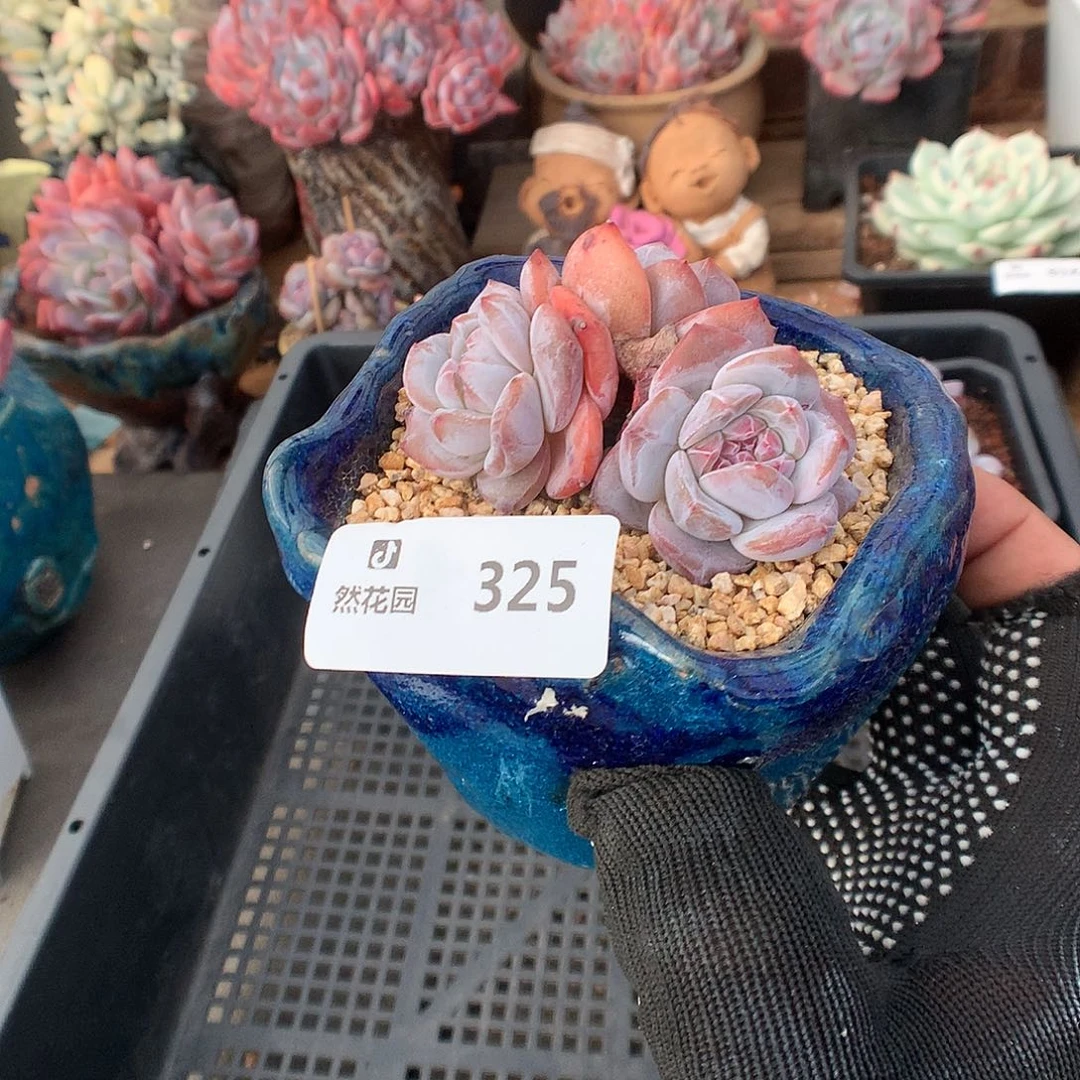 325星影多肉植物6666