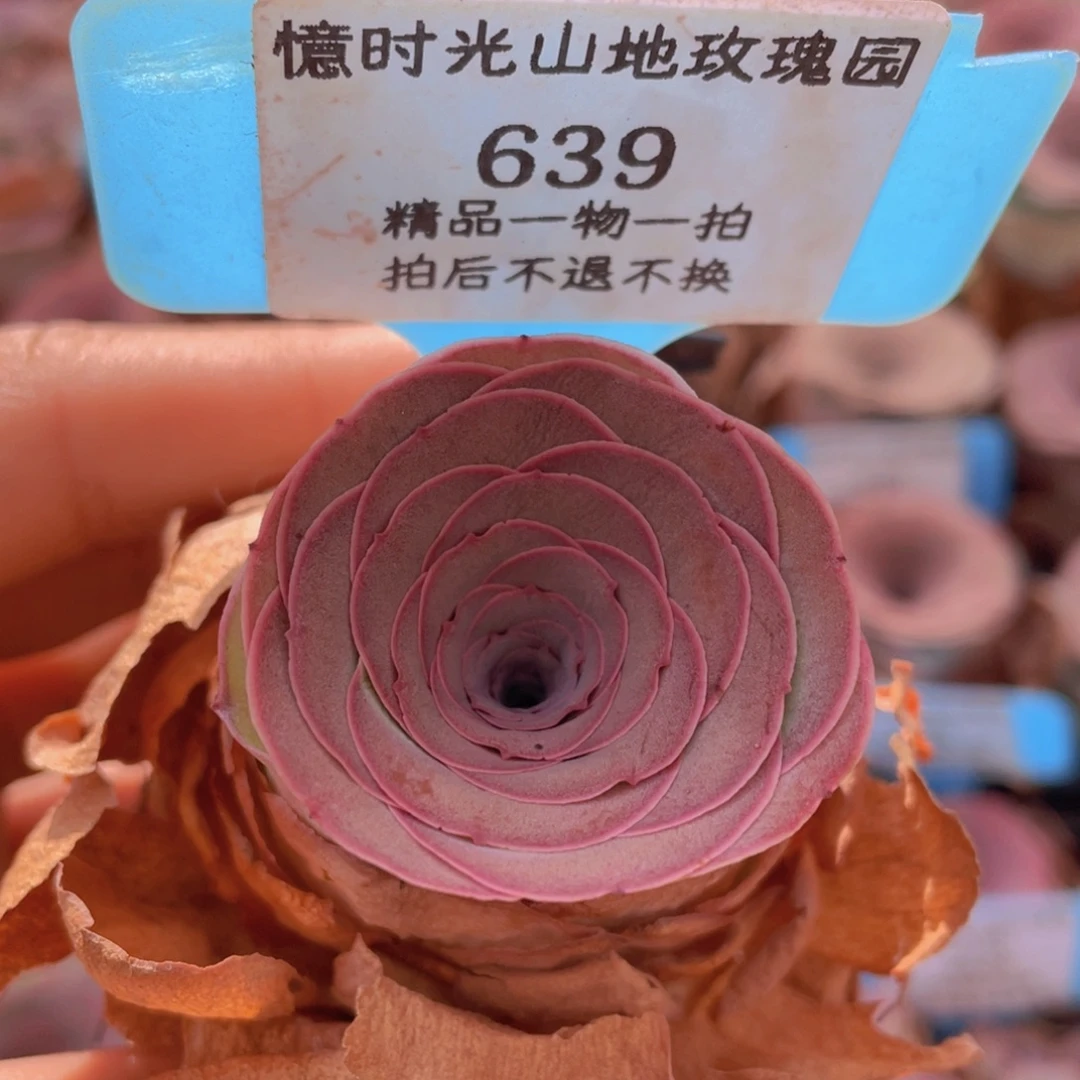 山地玫瑰639裸根发货不售后