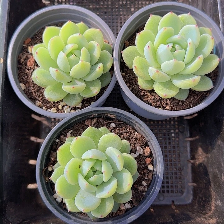 小***麻花时光精品多肉70