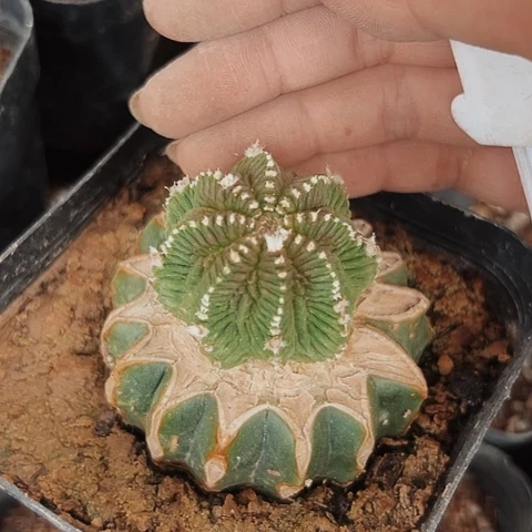 050老花龙仙人球系列清棚