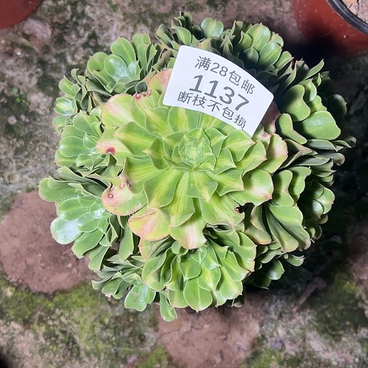 1137翡翠琉璃多肉植物