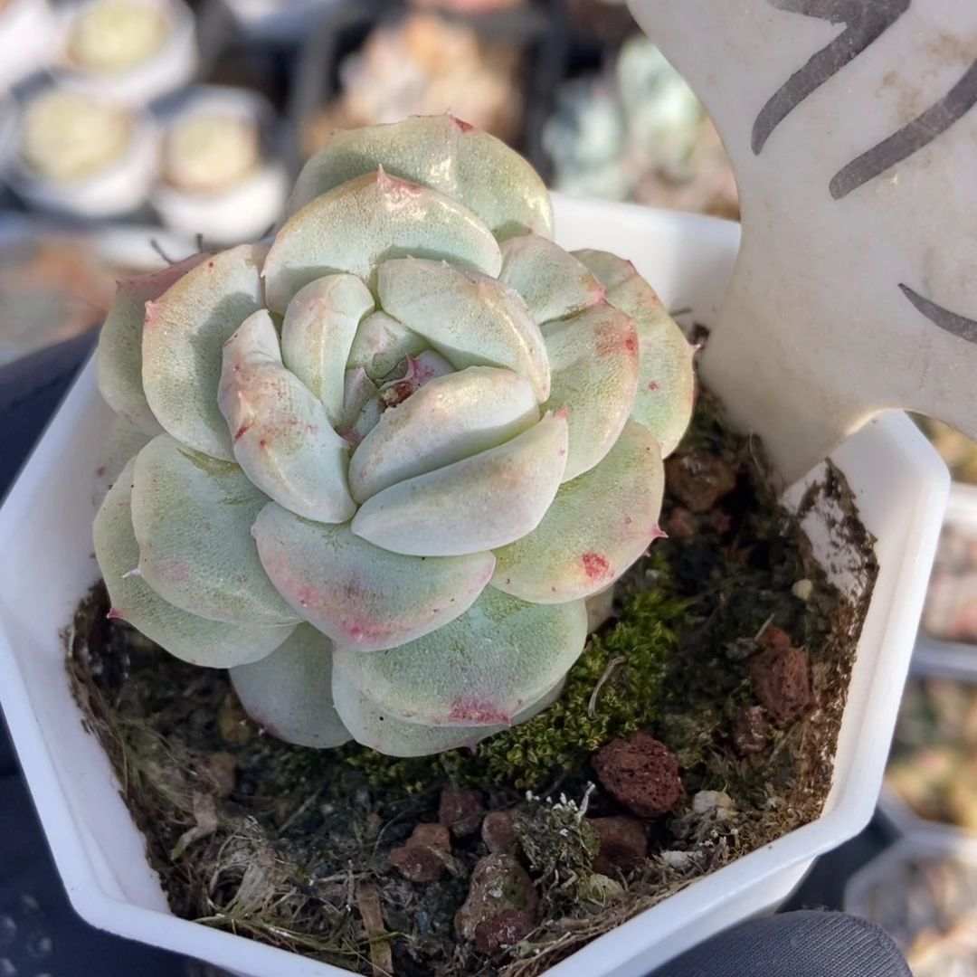 913二八石化多肉植物保护