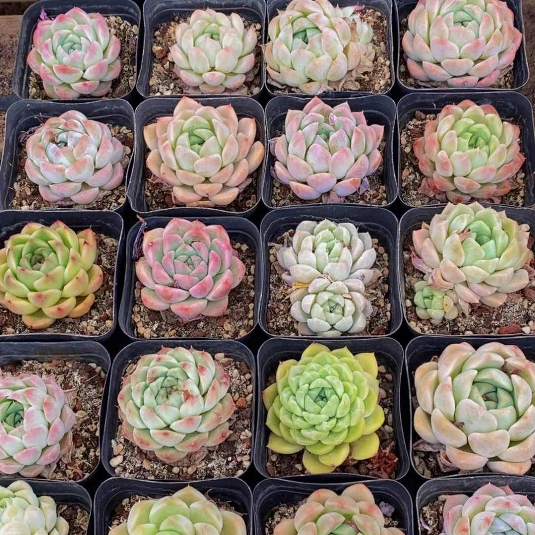 963多肉植物保护研究所所长
