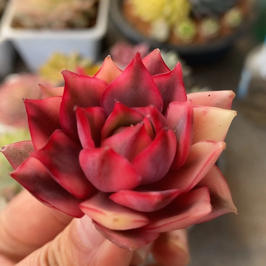 601宝莲灯侧牙哈哈哈哈