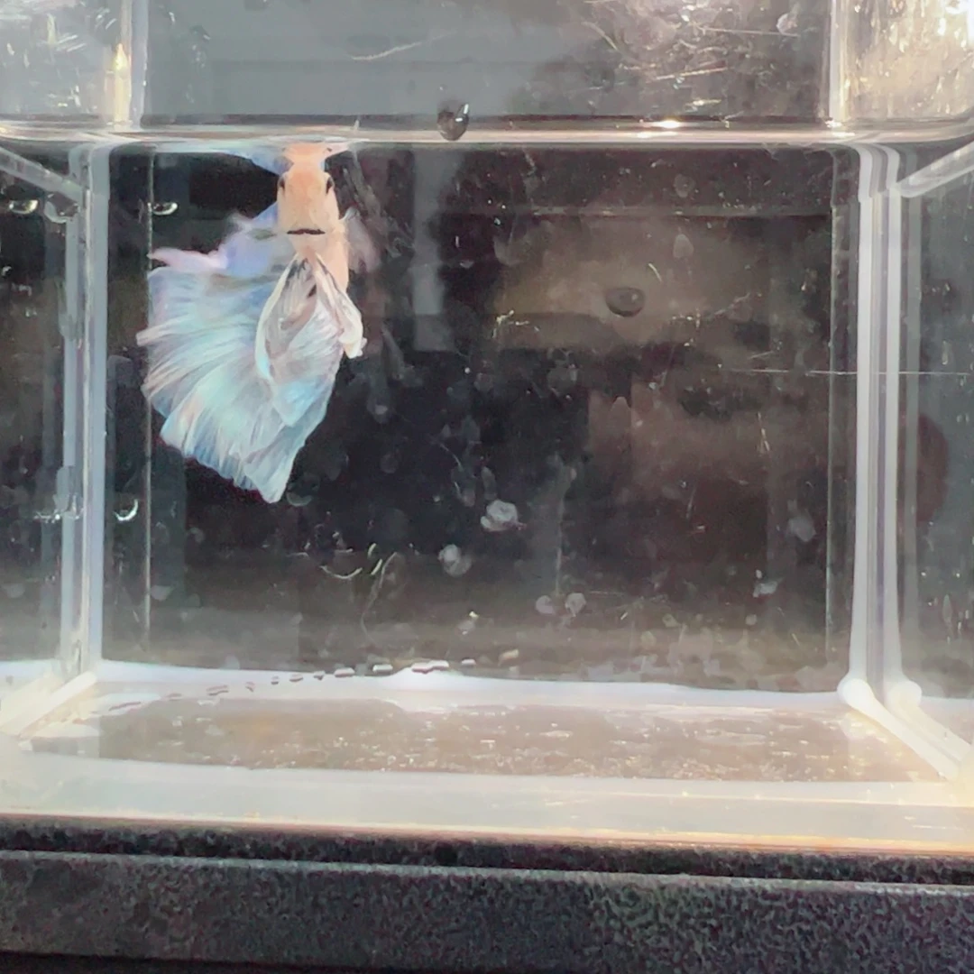 斗鱼浅色仙仙裙特殊尾