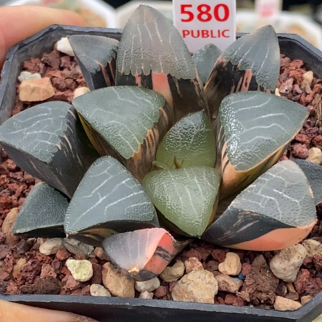 580号和田玉克锦多肉植物