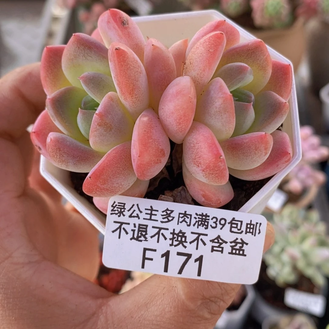 冰冰6cm171多肉植物