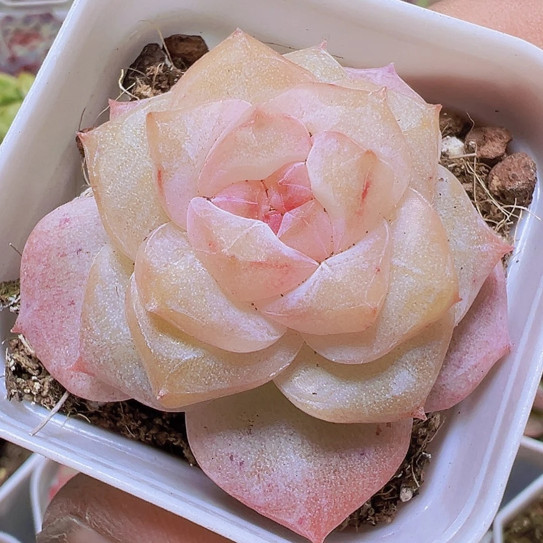 冰钻19包邮多肉植物