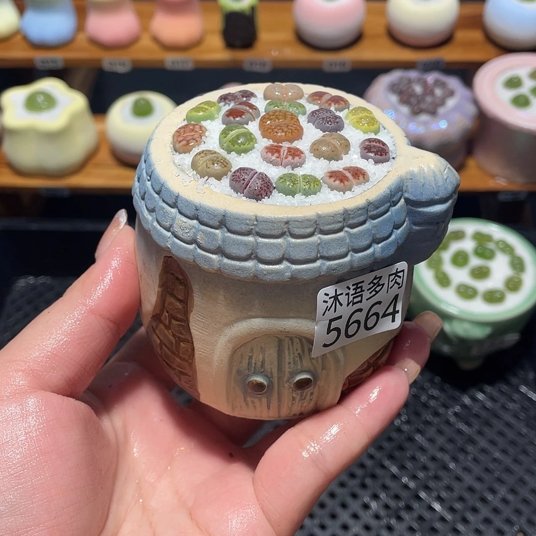 带盆土植物 一物一拍5664