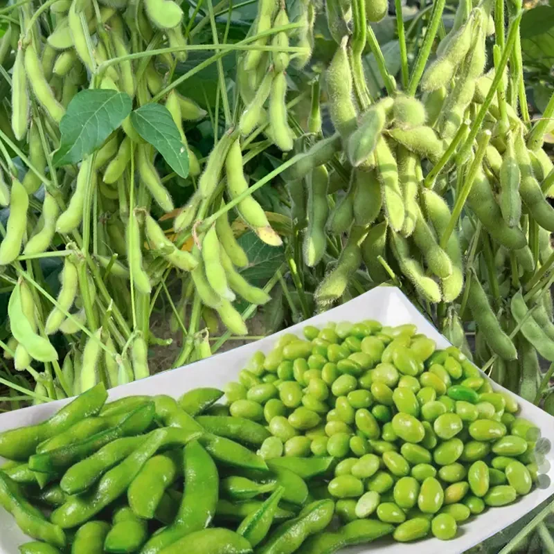 【九月鲜大粒毛豆种子软糯清香耐热毛豆种子秋播抗病耐寒蔬菜地栽】