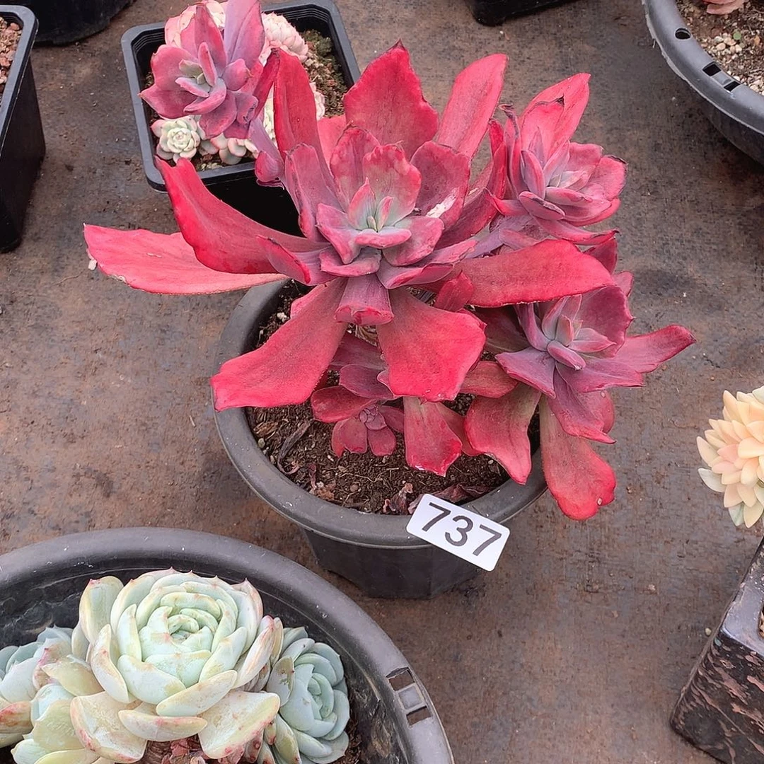 737钻石锦 一物一拍多肉