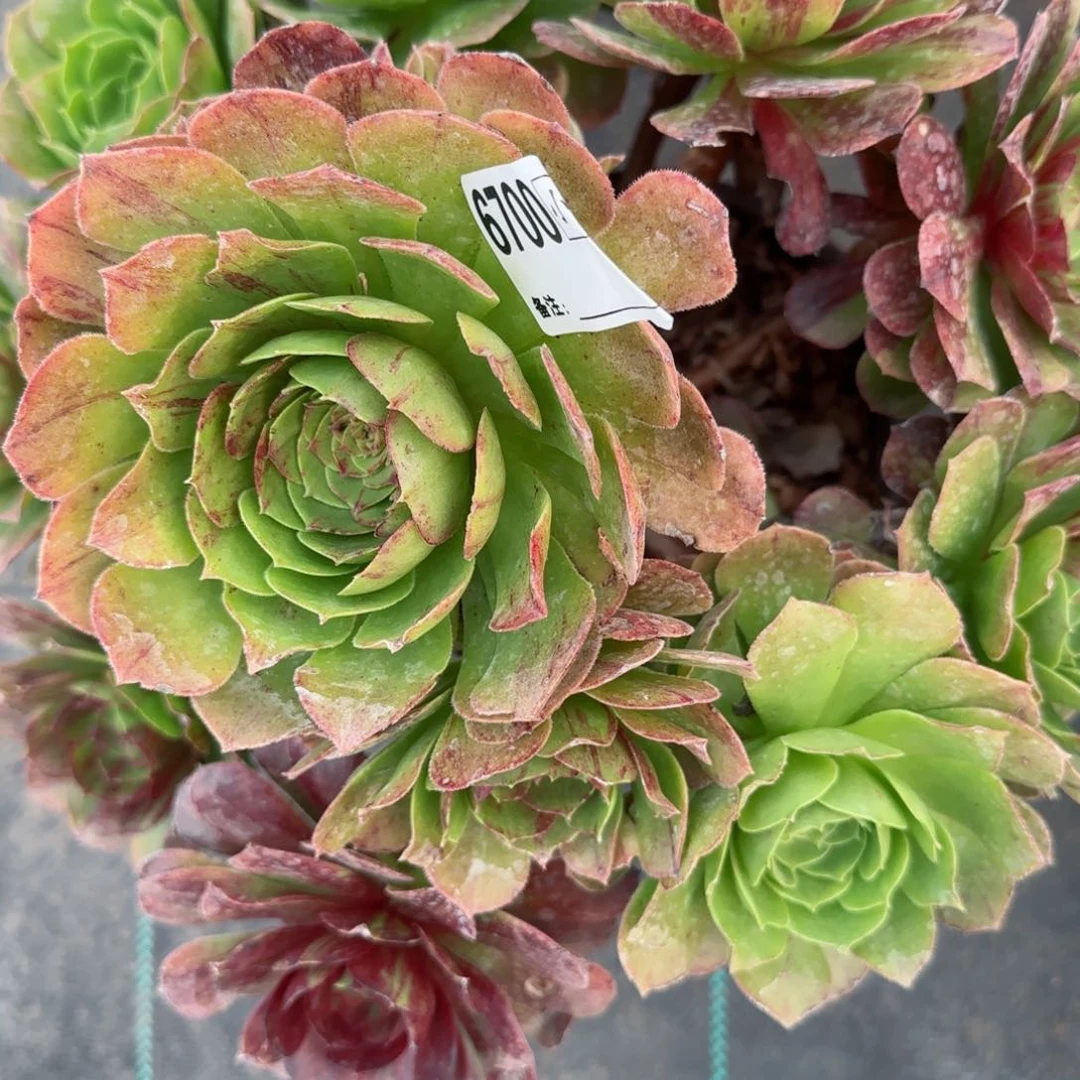 来***?6700花月夜有断头